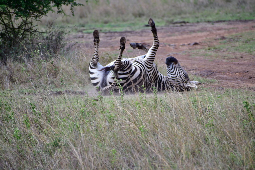 Nairobi National Park
